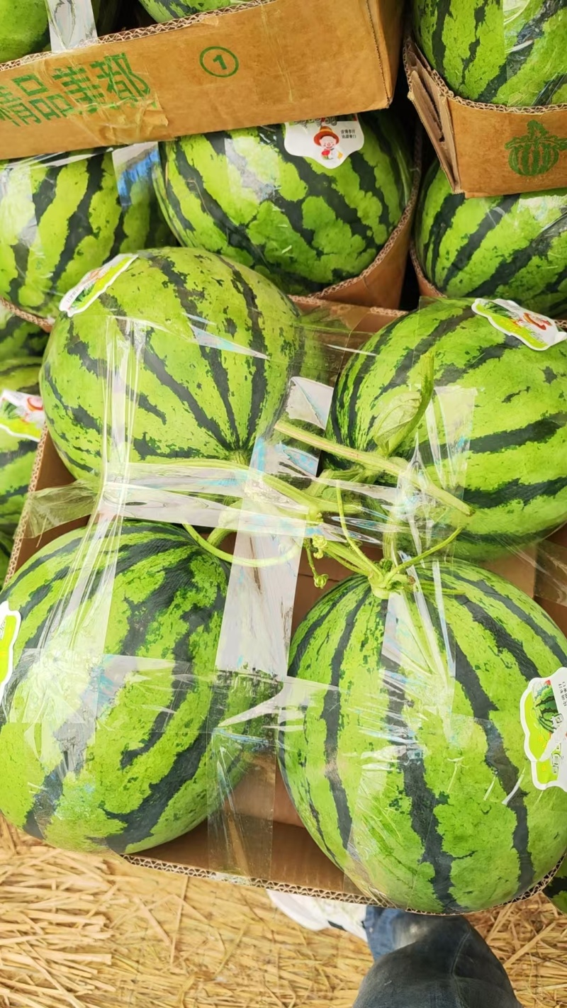 河南西瓜无籽西瓜对接电商市场商超包熟包甜可视频