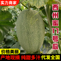 新疆西州蜜瓜西州蜜瓜17号产地直发提供一条龙服务