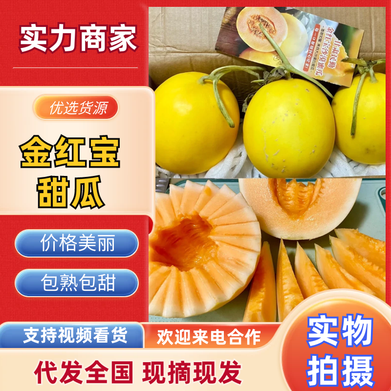 甘肃金红宝民勤金红脆甜瓜基地直发量大从优供应全国市场