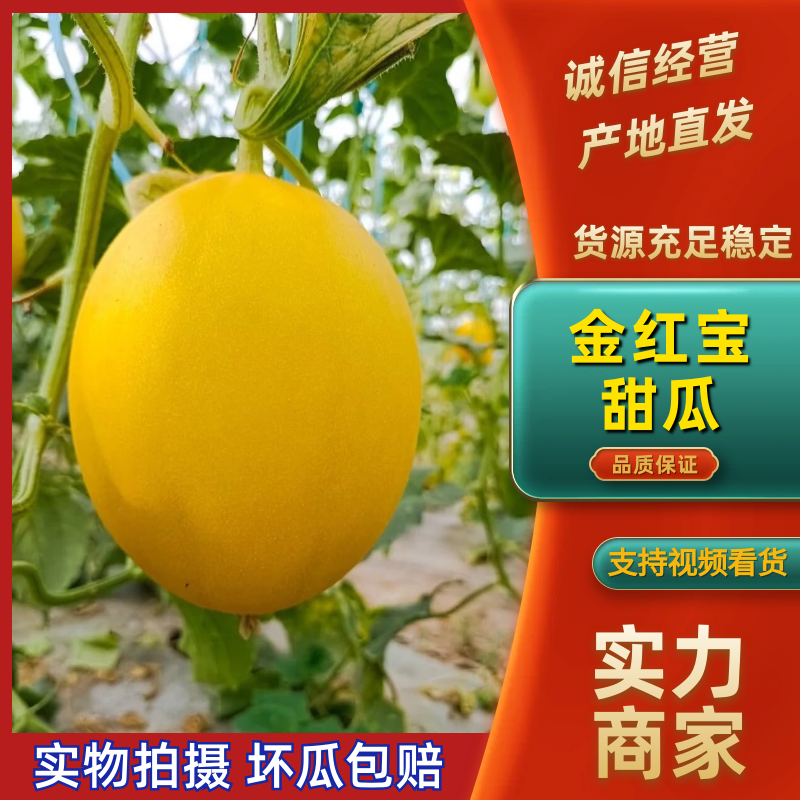 甘肃民勤金红宝，红金蜜甜瓜万亩基地持续供应品质保证
