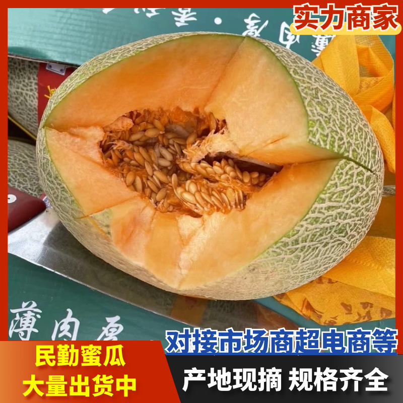 甘肃民勤蜜瓜哈密瓜大量供应品质保证对接市场电商