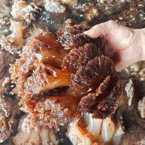 精品海蜇大整头，可对接电商社区团购等，诚信经营，品质保证