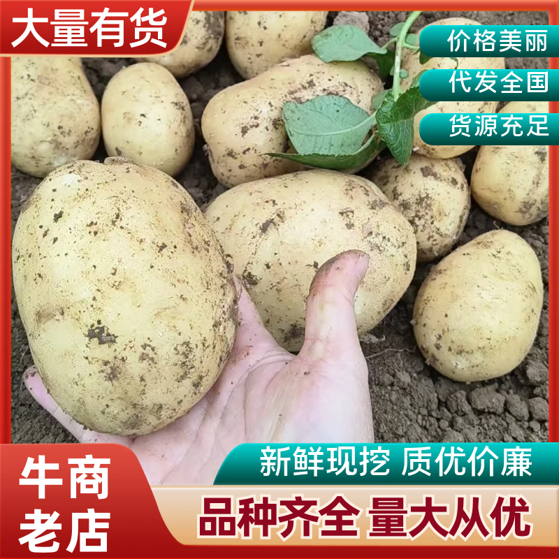 湖北万亩土豆大量上市！基地直供学校商超边贸电商平台