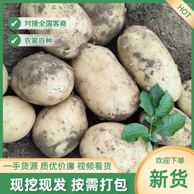 湖北万亩土豆大量上市！基地直供学校商超边贸电商平台