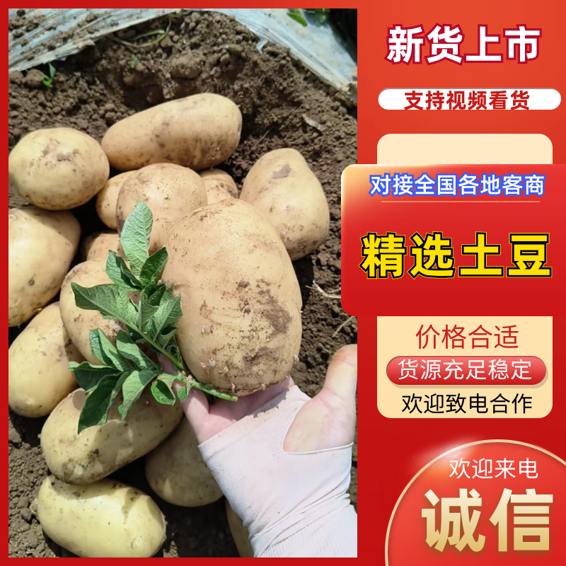 湖北万亩土豆大量上市！基地直供学校商超边贸电商平台