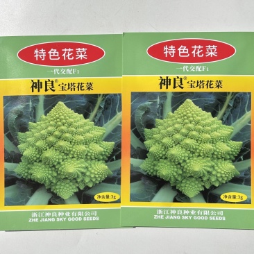 宝塔花菜种子3克原装宝塔花椰菜种子花蕾翠绿抗病耐寒