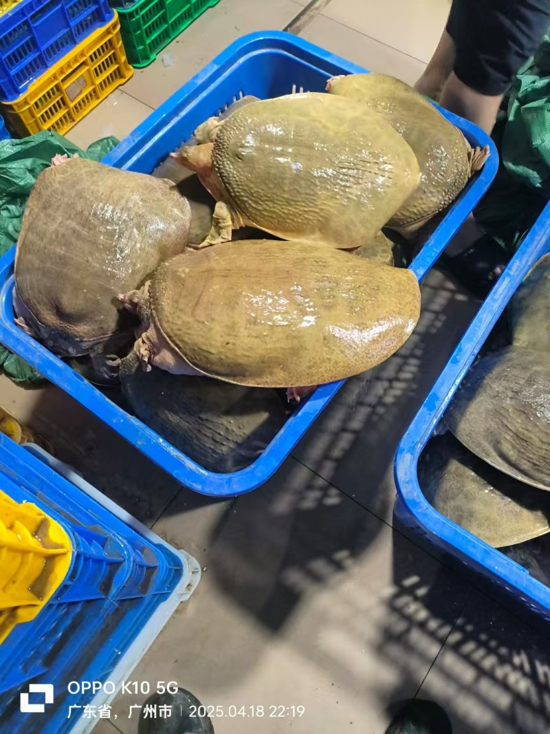 【实力供货】珍珠鳖对接全国市场量大从优鲜货上市正在热卖