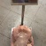 【热卖】一手货源珍珠鳖对接全国市场鲜活上市量大从优