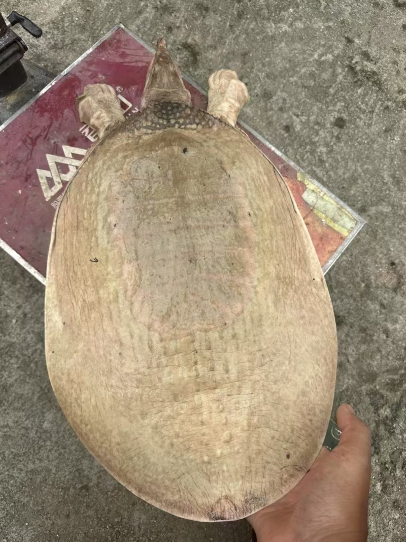 【热卖】一手货源珍珠鳖对接全国市场鲜活上市量大从优