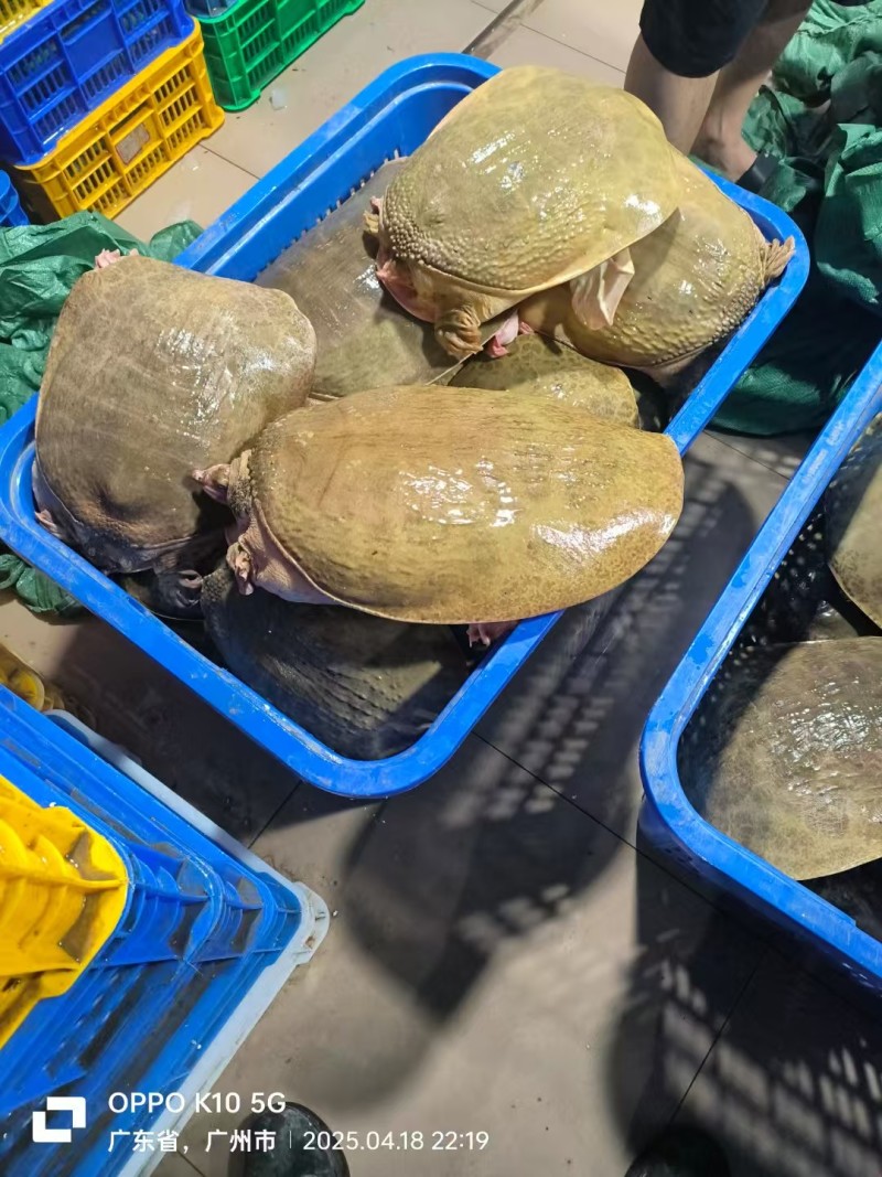 【热卖】一手货源珍珠鳖对接全国市场鲜活上市量大从优