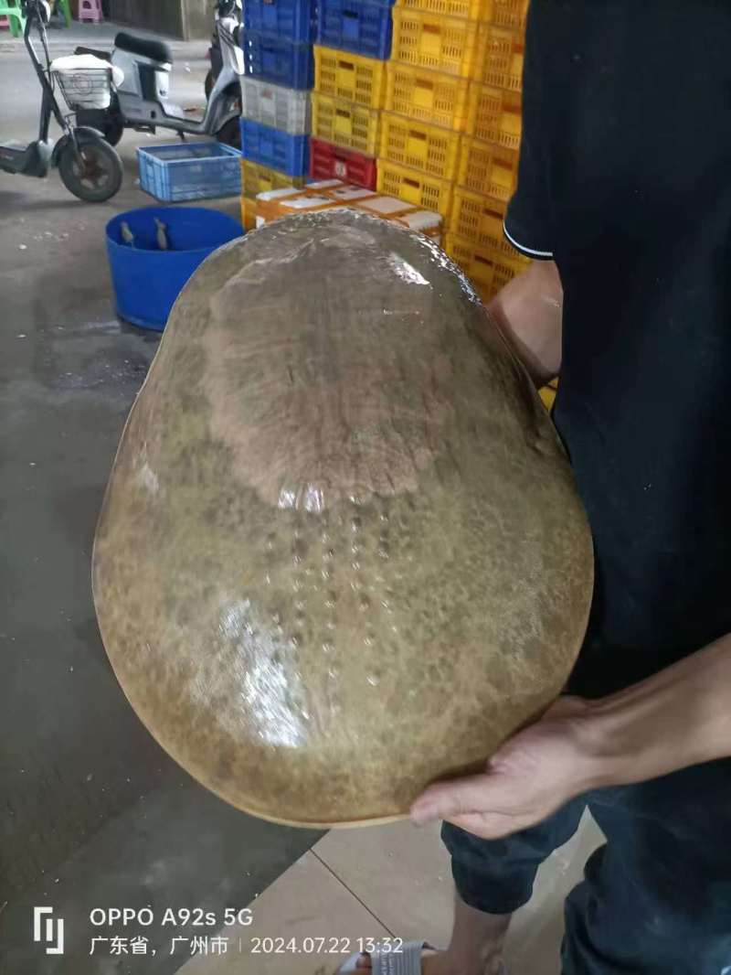 【热卖】一手货源珍珠鳖对接全国市场鲜活上市量大从优