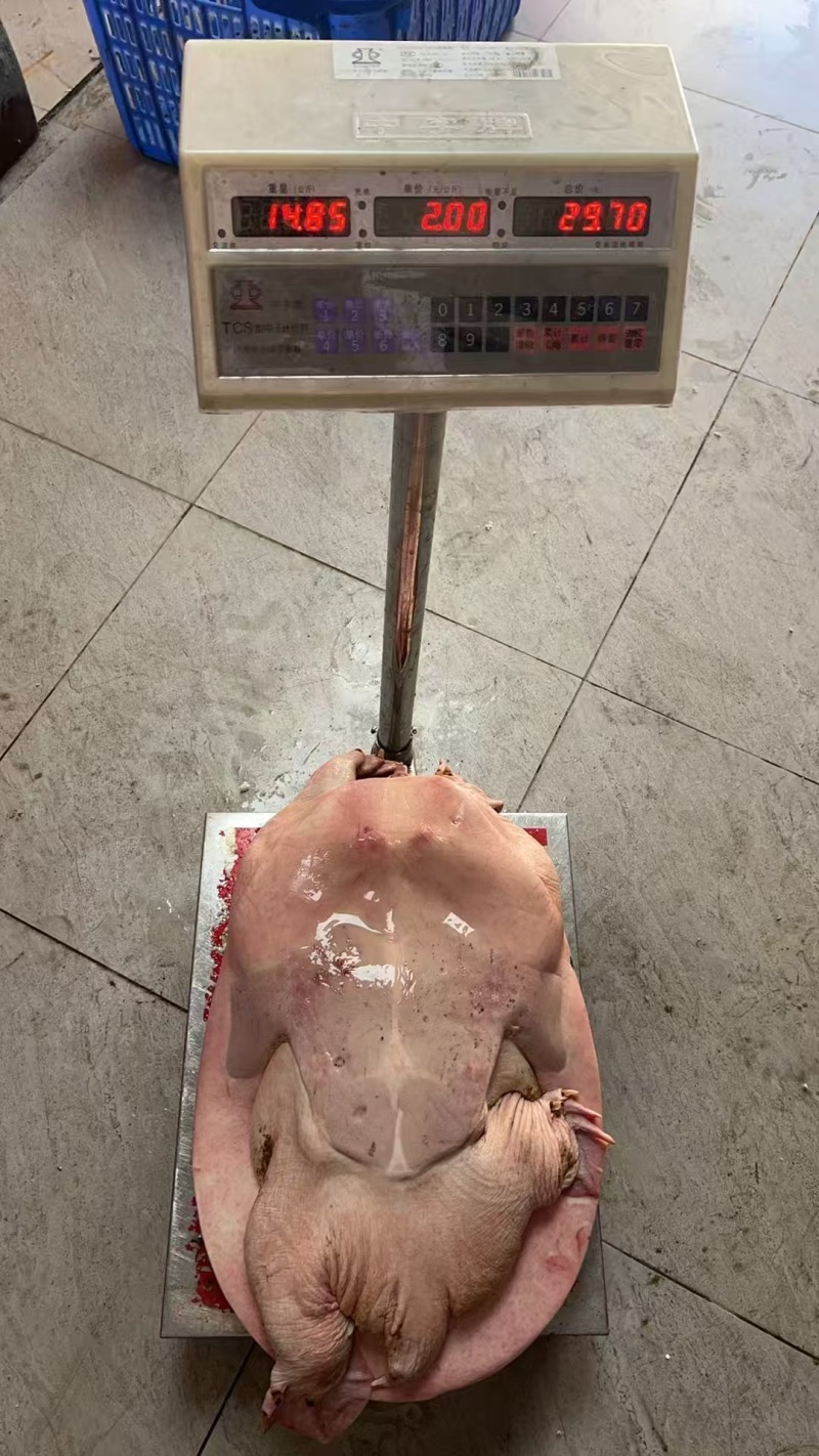 大甲鱼珍珠鳖大甲鱼产地直供肥美滋补品质保证欢迎洽谈