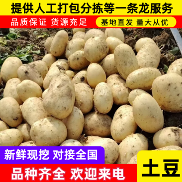 广西大号土豆上市实验v7沃土食堂电商工厂供应