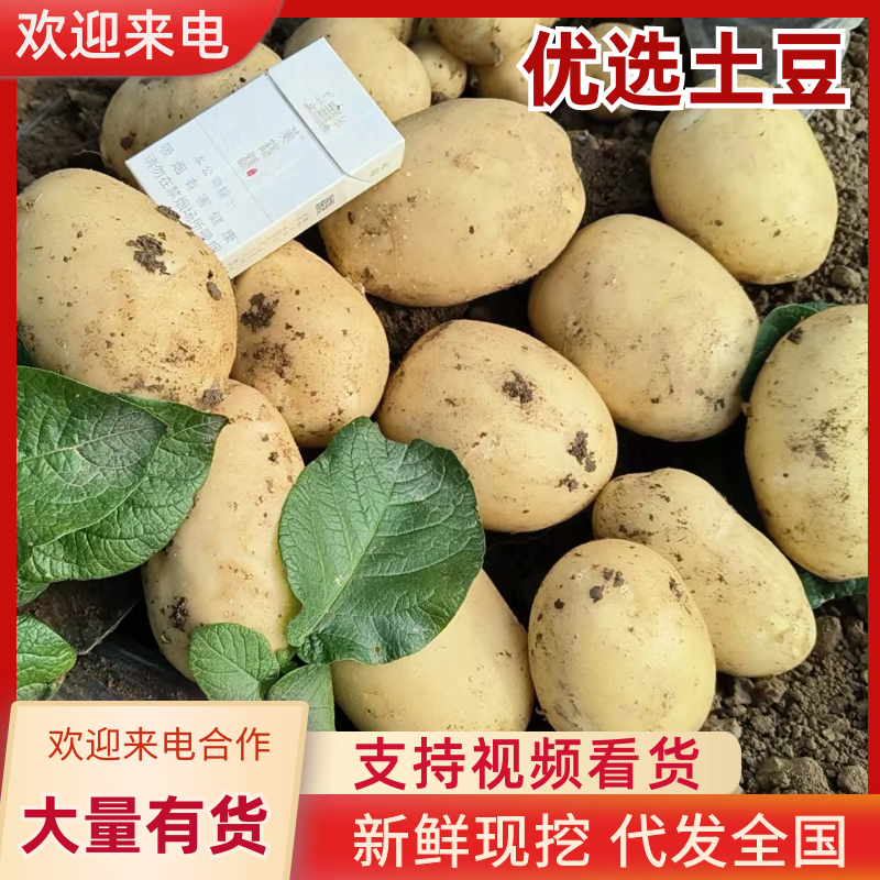【土豆】沃土5号实验一号荷兰系列均大量产地出货