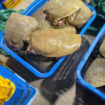 珍珠鳖大甲鱼外塘黄甲鱼品质保证价格优惠全国发货欢迎