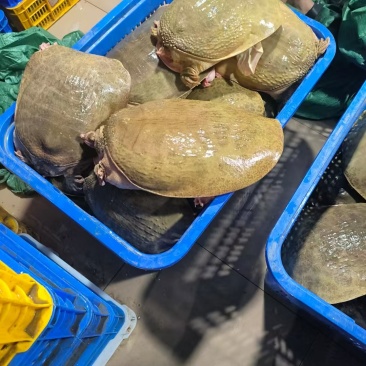 珍珠鳖大甲鱼外塘黄甲鱼品质保证价格优惠全国发货欢迎