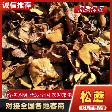 剪根松蘑烤干产区直供，颜色黄，肉质厚，口感好，眼观漂亮，