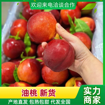 油桃中油油桃中油4中油5中油18品种齐全代发全国