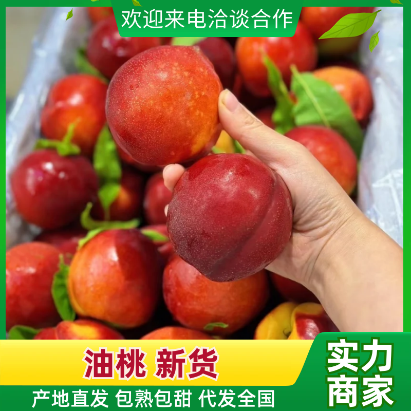 油桃中油油桃中油4中油5中油18品种齐全代发全国
