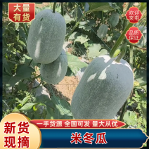 水果冬瓜四川米冬瓜粉王大量供应货源充足可视频