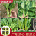 《广东菜心》甜菜心/尖叶菜心/安徽菜心/万亩基地现货供应