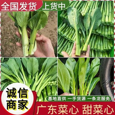 《广东菜心》甜菜心/尖叶菜心/安徽菜心/万亩基地现货供应