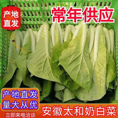 《奶白菜&毛白菜》常年供应/安徽阜阳太和基地直供/全国发货