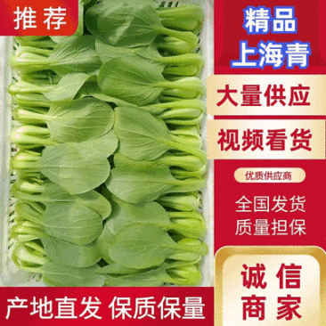 精品油菜上海青大量供应,常年供货,专业团队,保质保量