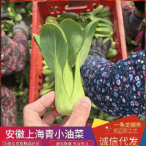 《精选》上海青&小油菜基地直供/代收打冷一条龙/视频看货