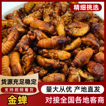 金蝉广东优质金蝉，常年大量供货，冷链速达，量大从优可预定