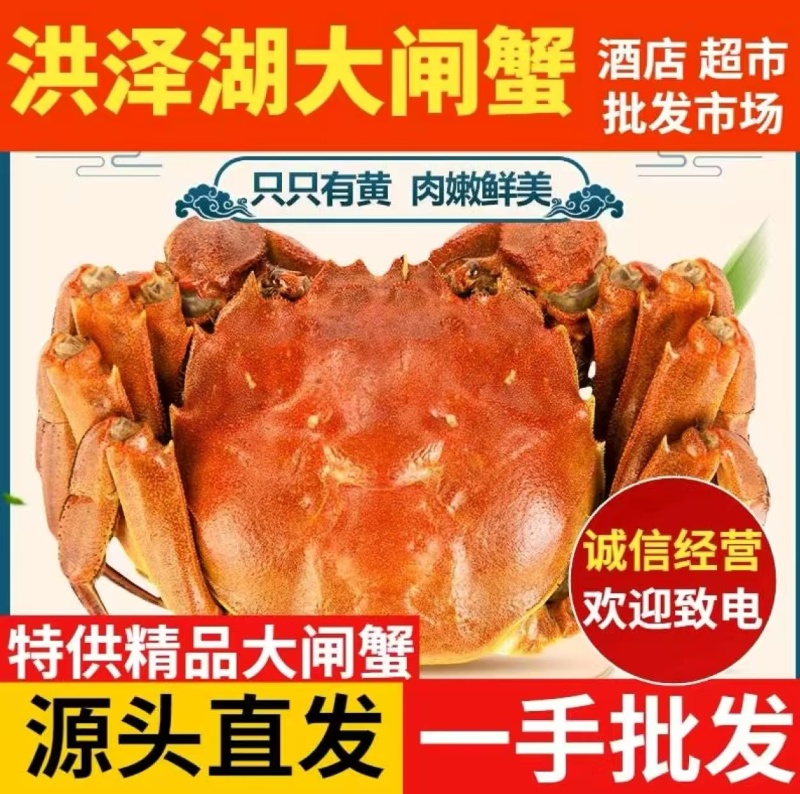 【推荐】现货2026年江苏六月黄大闸蟹鲜活，满黄全国发货