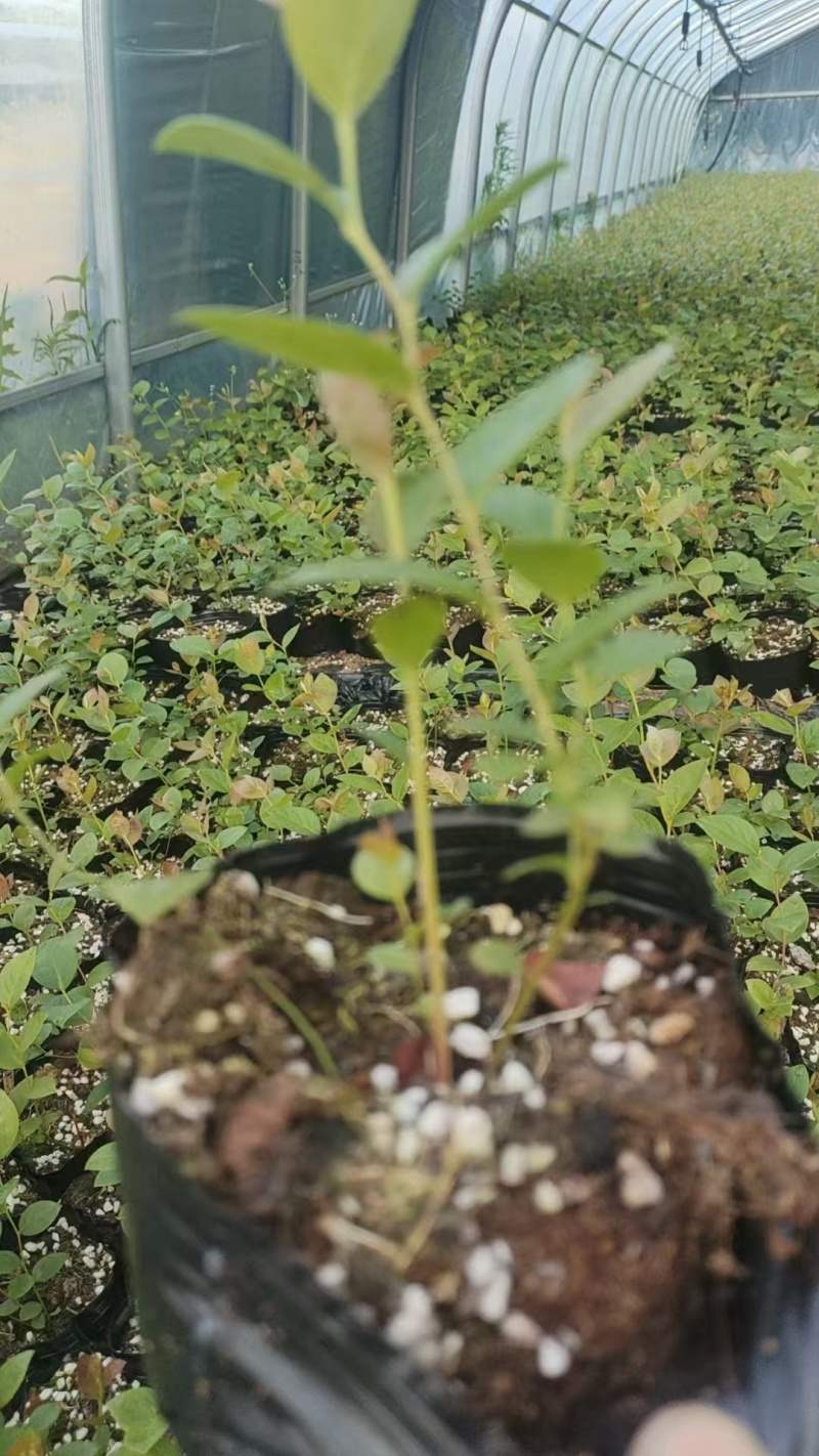 北陆蓝莓苗新品种L25、F6、L11钵苗地栽苗大量有货