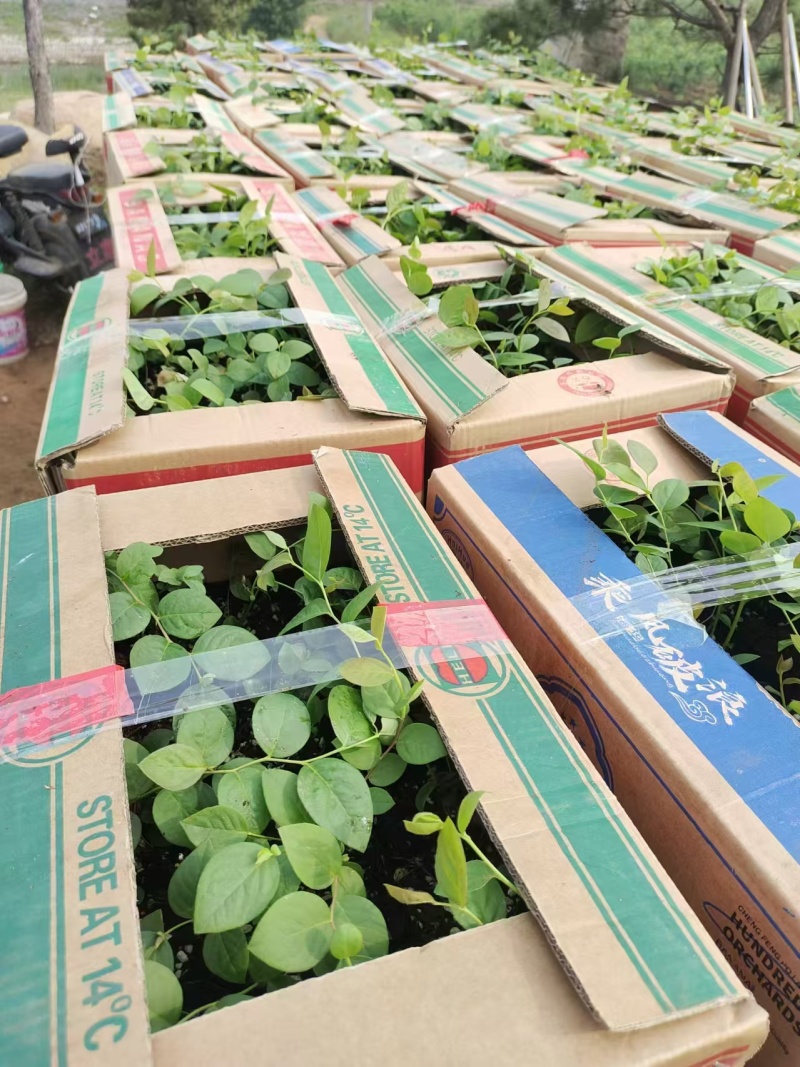北陆蓝莓苗新品种L25、F6、L11钵苗地栽苗大量有货