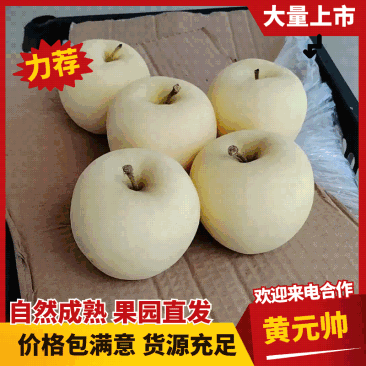 辽宁绥中县黄元帅苹果色泽鲜亮果园现摘现发口感香甜