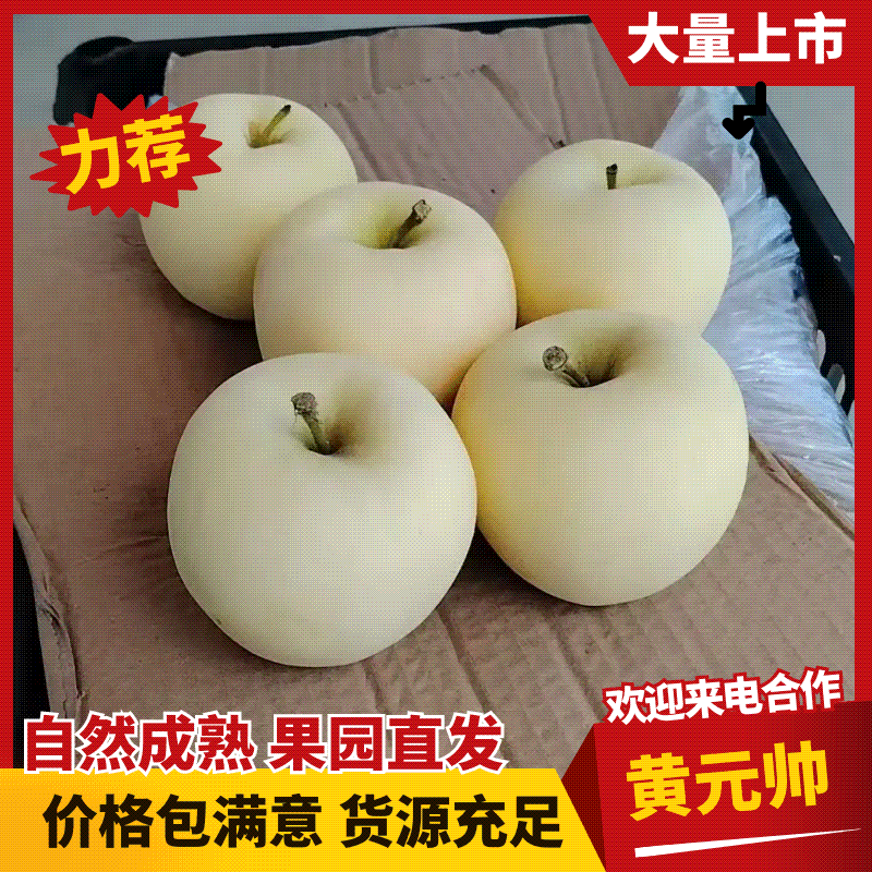 辽宁绥中县黄元帅苹果色泽鲜亮果园现摘现发口感香甜