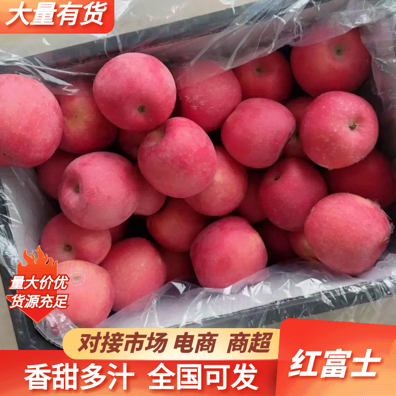 辽宁绥中红富士主产区高山口感甜脆皮毛干净条红～片红都有