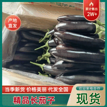 辽宁绥中长茄茄子烧烤茄市场食堂大集货大量供应货源