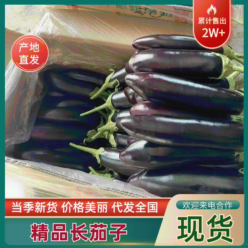 辽宁绥中长茄茄子烧烤茄市场食堂大集货大量供应货源