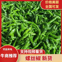 辽宁绥中产地螺丝椒龙椒电商超市**质量好售后无优