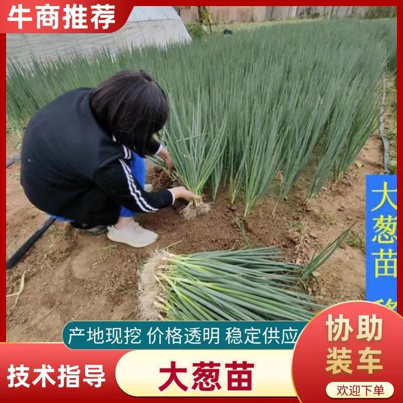 [强烈推荐]铁杆大葱苗一代葱苗包成活，全国发货