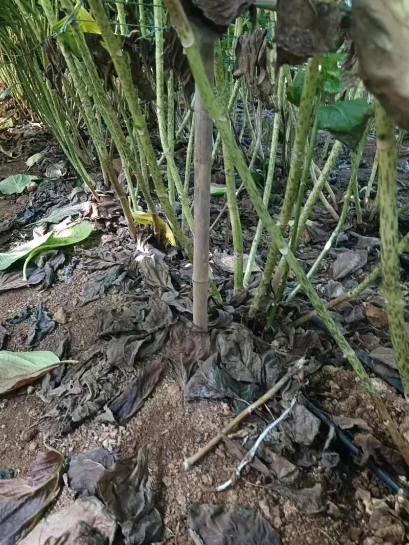 八仙花绣球老桩基地直销量大价优欢迎各大老板采购咨询