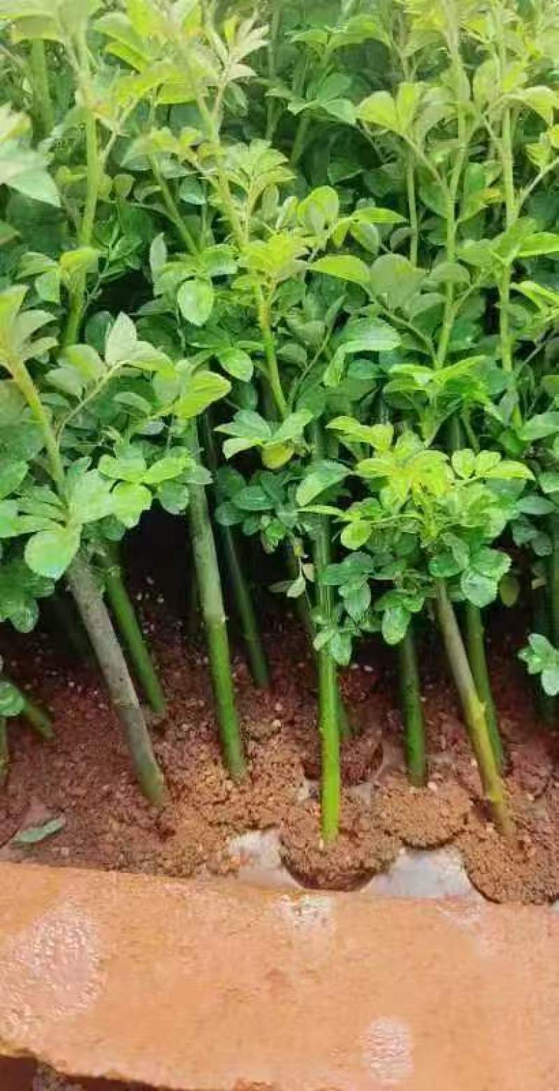 蔷薇苗无刺爬藤蔷薇花苗产地直销货源充足欢迎采购咨询