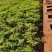 蔷薇苗无刺爬藤蔷薇花苗产地直销货源充足欢迎采购咨询