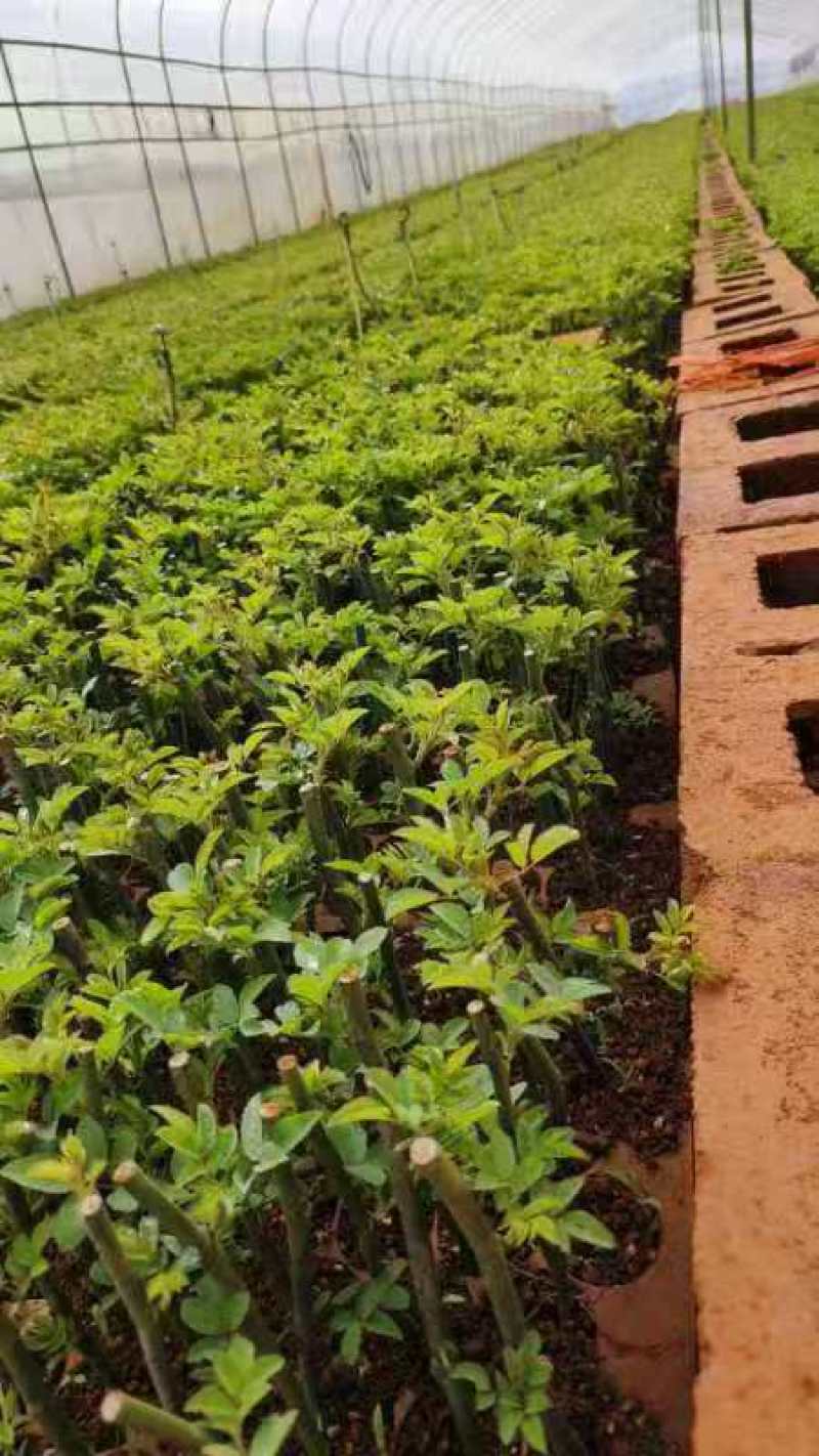 蔷薇苗无刺爬藤蔷薇花苗产地直销货源充足欢迎采购咨询