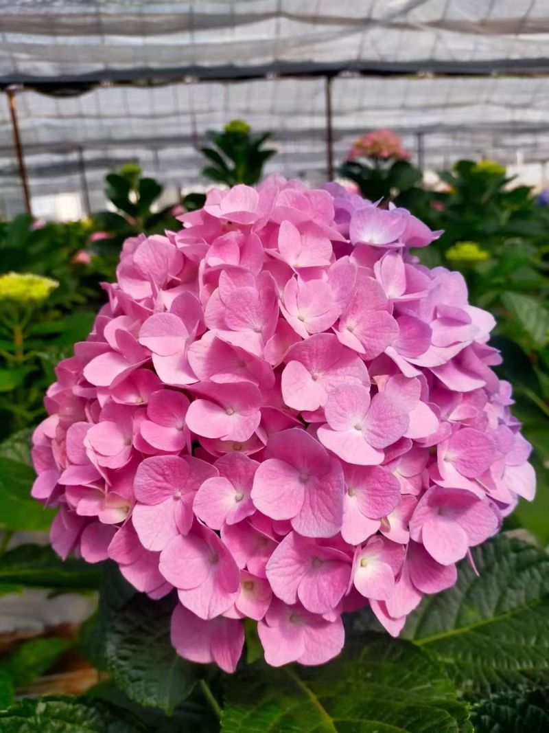 八仙花种苗八仙花绣球小苗产地直销规格齐全欢迎采购联系