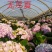 八仙花种苗八仙花绣球小苗产地直销规格齐全欢迎采购联系