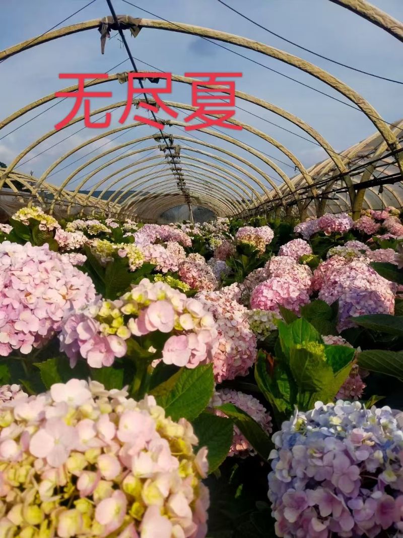 八仙花种苗八仙花绣球小苗产地直销规格齐全欢迎采购联系