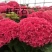 八仙花种苗八仙花绣球小苗产地直销规格齐全欢迎采购联系