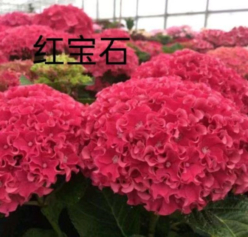 八仙花种苗八仙花绣球小苗产地直销规格齐全欢迎采购联系