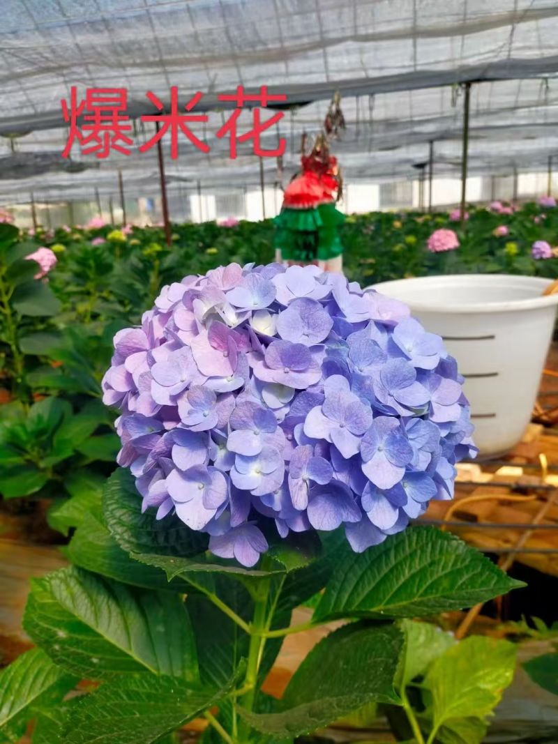 八仙花种苗八仙花绣球小苗产地直销规格齐全欢迎采购联系